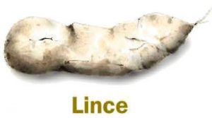 excremento-lince