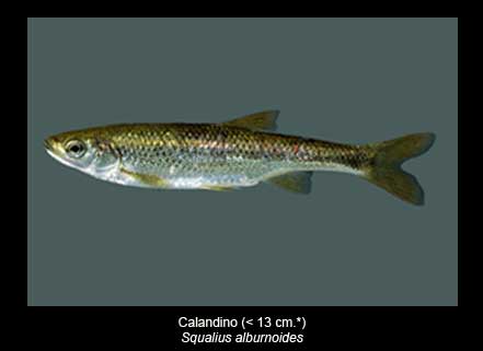 Calandino-peces-Sierra-de-Andujar