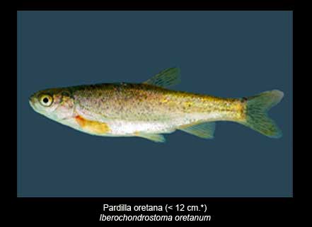 Pardilla-Oretana-peces-Sierra-de-Andujar