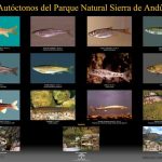 Sierra-de-Andujar-Peces-Autoctonos