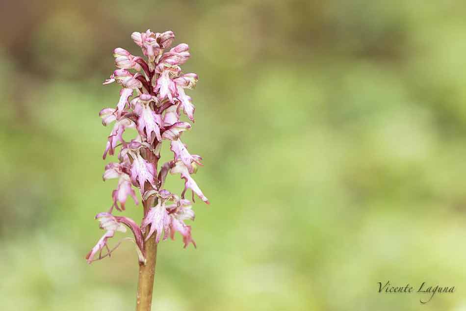 orquideas-Barlia-Robertiana-fotografo-vicente-laguna