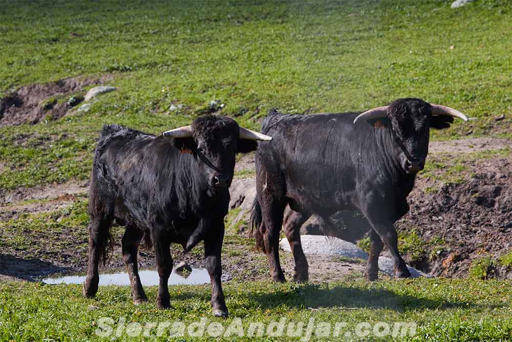 toros ganadería flores albarran