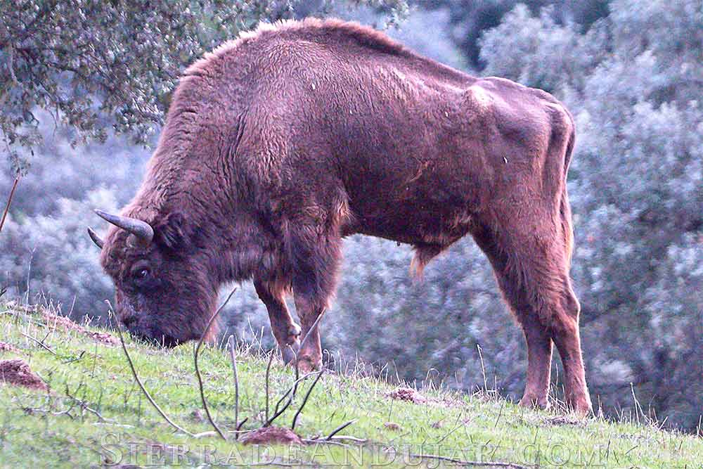 Bisonte en España